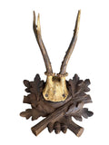 Roe Deer Trophy 229 Black Forest Antlers Mount
