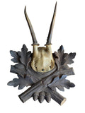 Roe Deer Trophy 230 Black Forest Antlers Mount