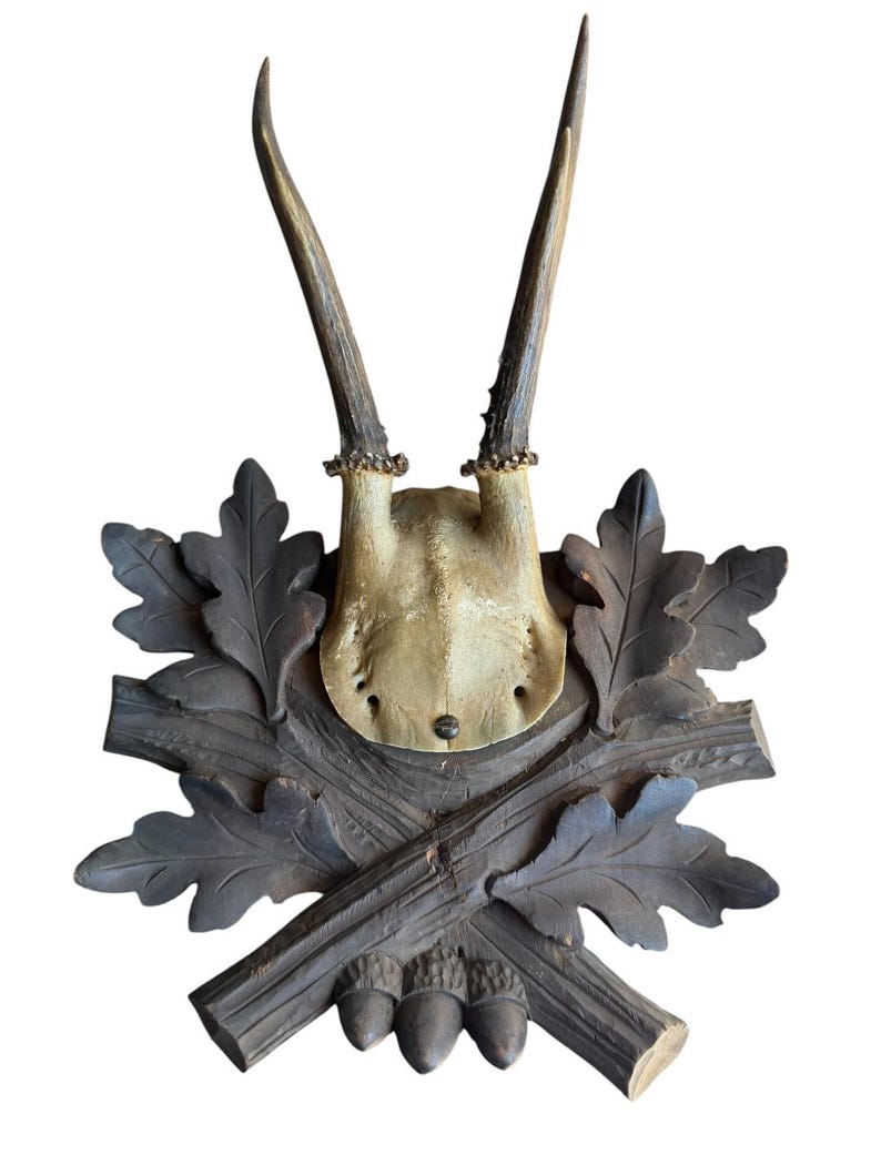 Roe Deer Trophy 230 Black Forest Antlers Mount