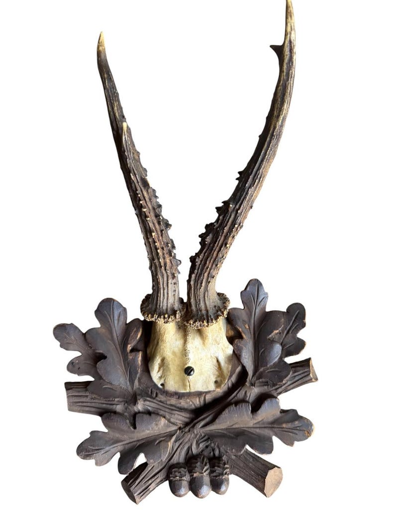 Roe Deer Trophy 231 Black Forest Antlers Mount