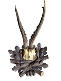 Roe Deer Trophy 231 Black Forest Antlers Mount