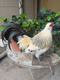 Taxidermy Rooster, Rustic Farmhouse Decor