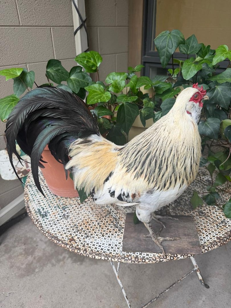 Taxidermy Rooster, Rustic Farmhouse Decor