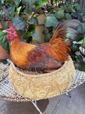 Taxidermy Nesting Chicken in Basket on Eggs