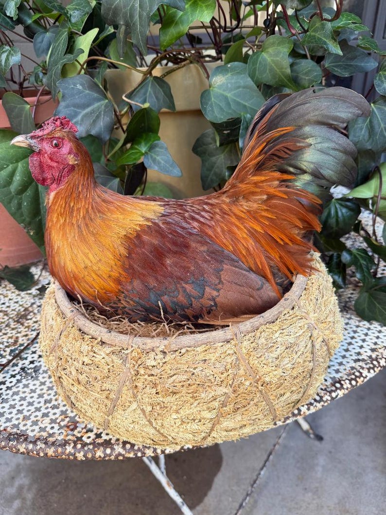 Taxidermy Nesting Chicken in Basket on Eggs