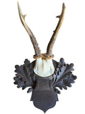 Roe Deer Trophy 226 Black Forest Antlers Mount