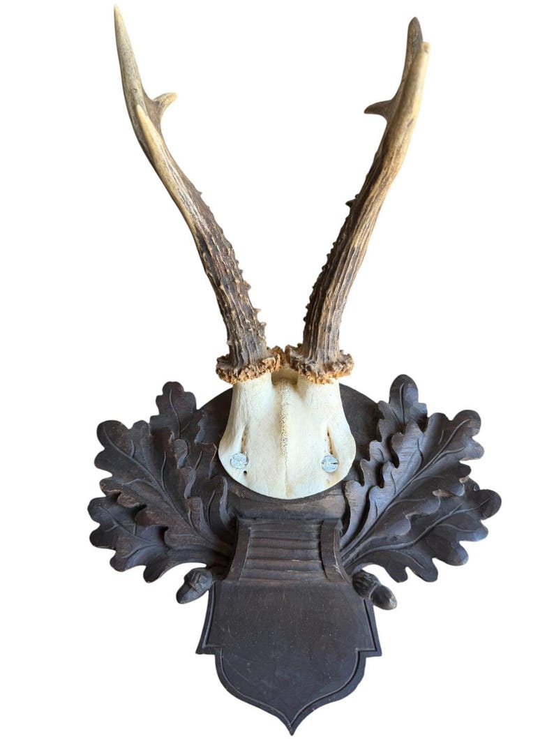 Roe Deer Trophy 226 Black Forest Antlers Mount