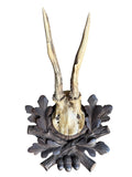 Roe Deer Trophy 234 Black Forest Antlers Mount