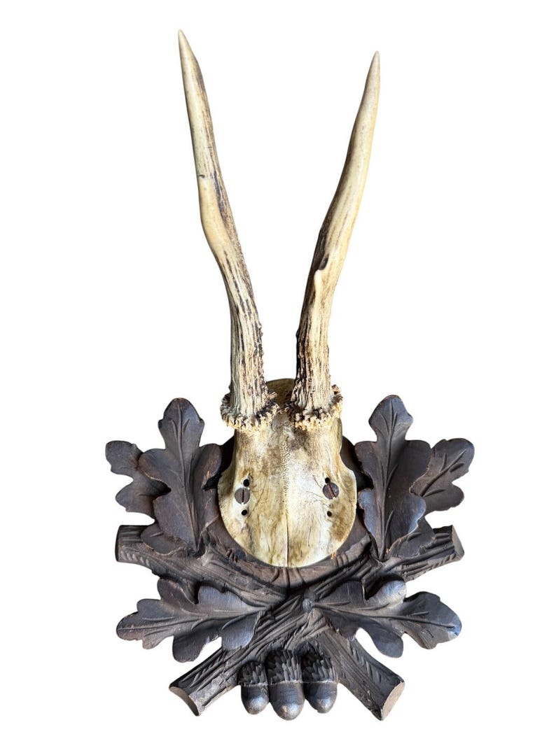 Roe Deer Trophy 234 Black Forest Antlers Mount