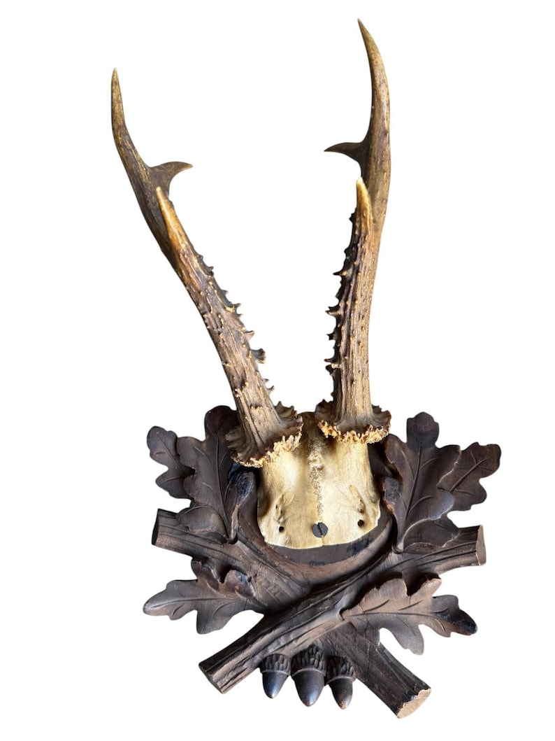 Roe Deer Trophy 236 Black Forest Antlers Mount