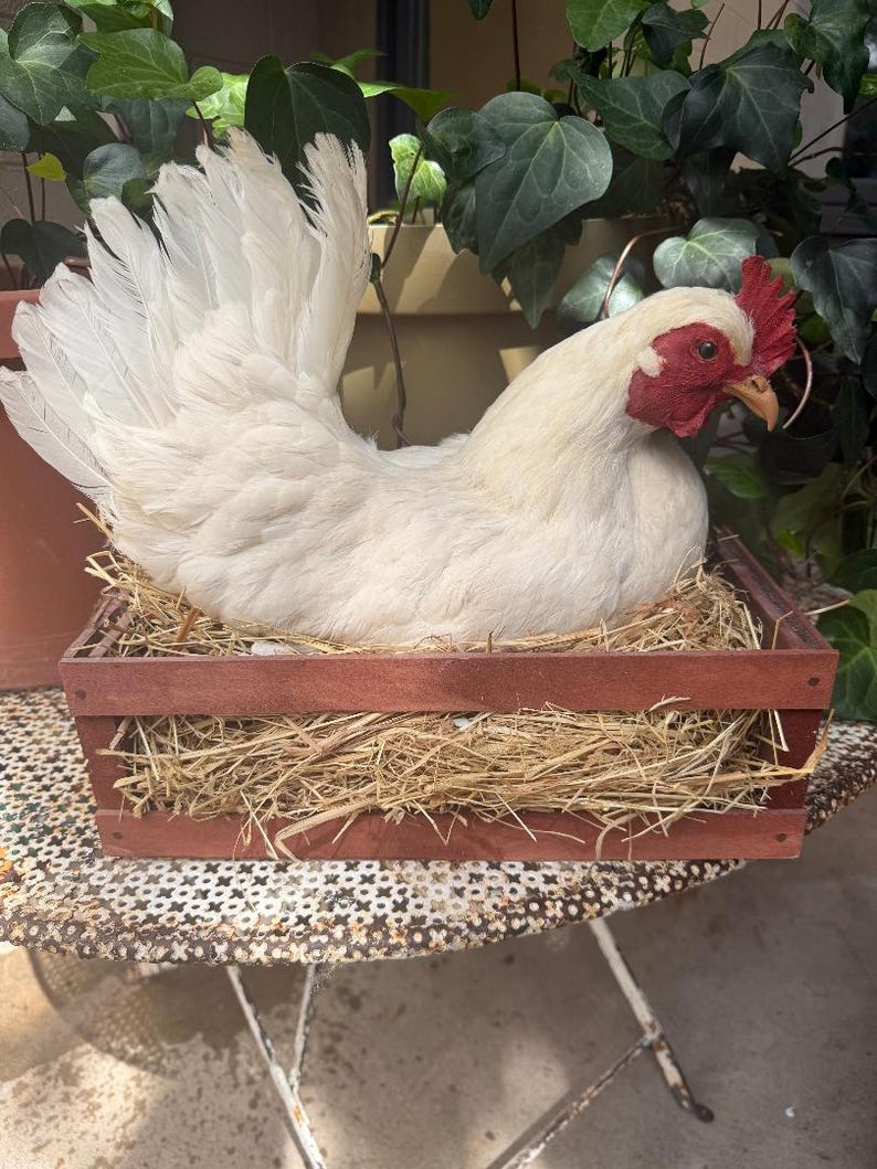 Taxidermy Nesting Chicken in Box