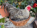 Taxidermy Nesting Chicken in Basket