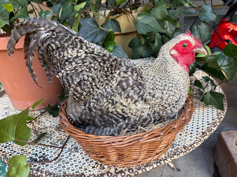 Taxidermy Nesting Chicken in Basket