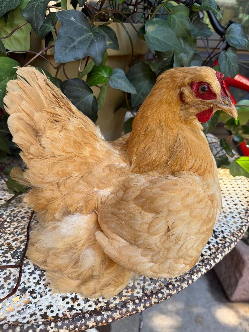 Taxidermy Nesting Chicken, Rustic Farmhouse Decor