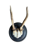 Roe Deer Trophy 239 Black Forest Antlers Mount Petite