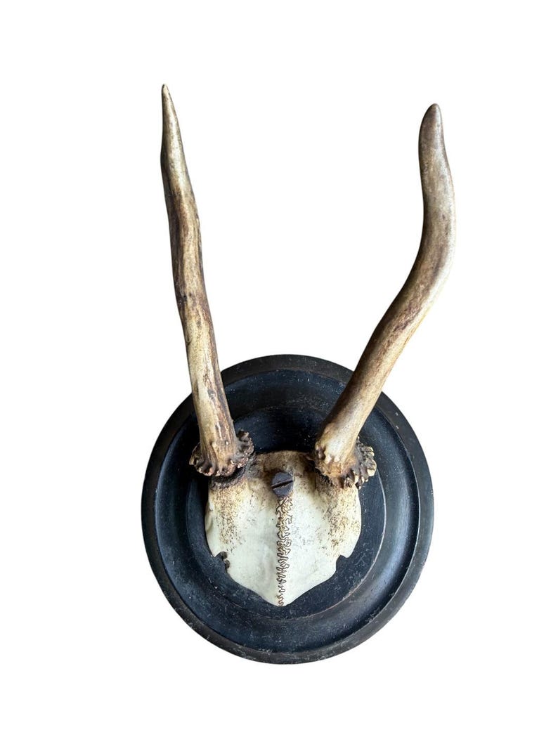 Roe Deer Trophy 239 Black Forest Antlers Mount Petite