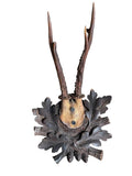 Roe Deer Trophy 243, Black Forest Antlers Mount