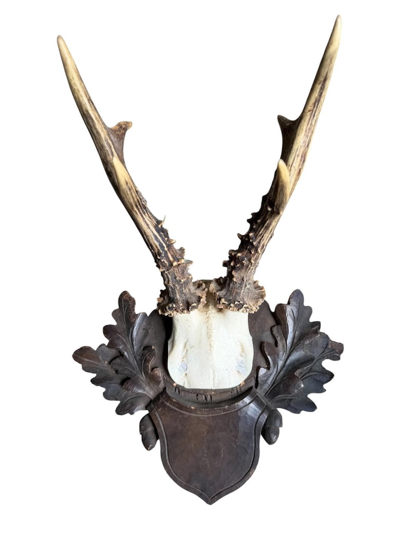 Roe Deer Trophy 244, Black Forest Antlers on Oak Leaf Plaque