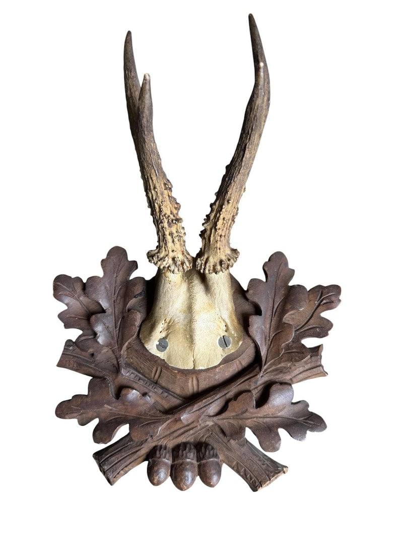 Roe Deer Trophy 237 Black Forest Antlers Mount