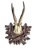 Roe Deer Trophy 237 Black Forest Antlers Mount
