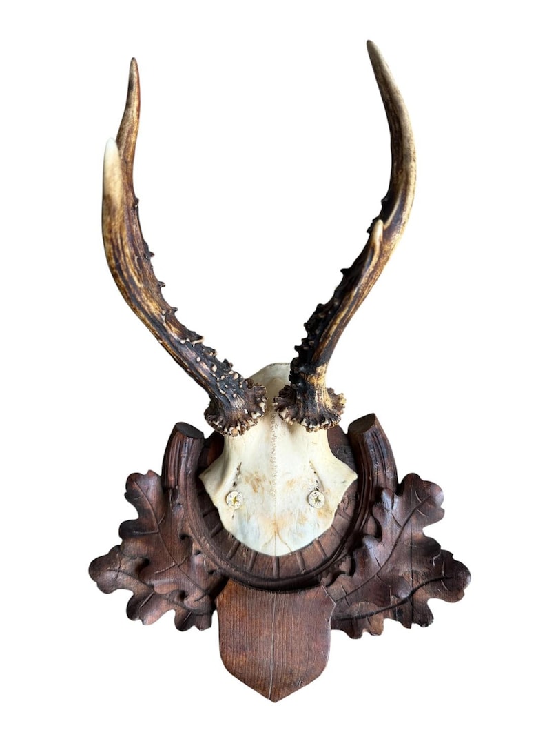 Roe Deer Trophy 220, Black Forest Antlers, Oak Leaf Plaque
