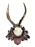 Roe Deer Trophy 220, Black Forest Antlers, Oak Leaf Plaque