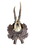 Roe Deer Trophy 240 Black Forest Antlers Mount