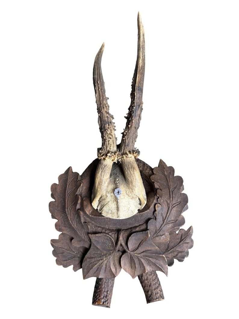 Roe Deer Trophy 240 Black Forest Antlers Mount