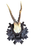 Roe Deer Trophy 241 Black Forest Antlers Mount