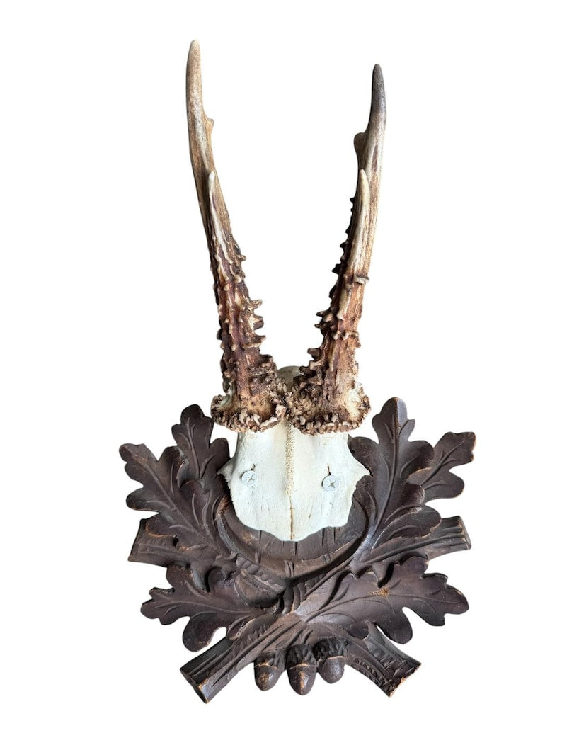 Roe Deer Trophy 242 Black Forest Antlers Mount