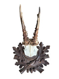 Roe Deer Trophy 242 Black Forest Antlers Mount