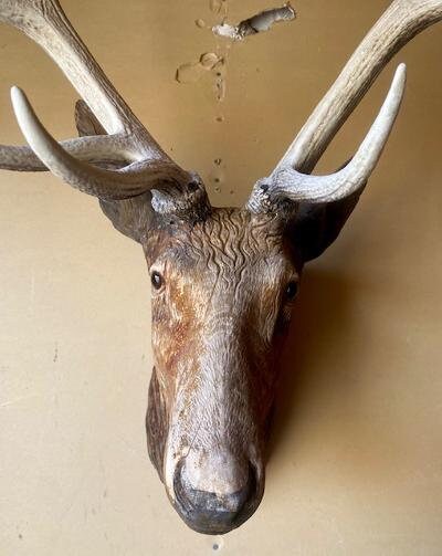 Black Forest Carved Stag Deer Head with Glass Eyes