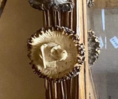 Large Antique German Antler Mirror, 67 Inches Tall