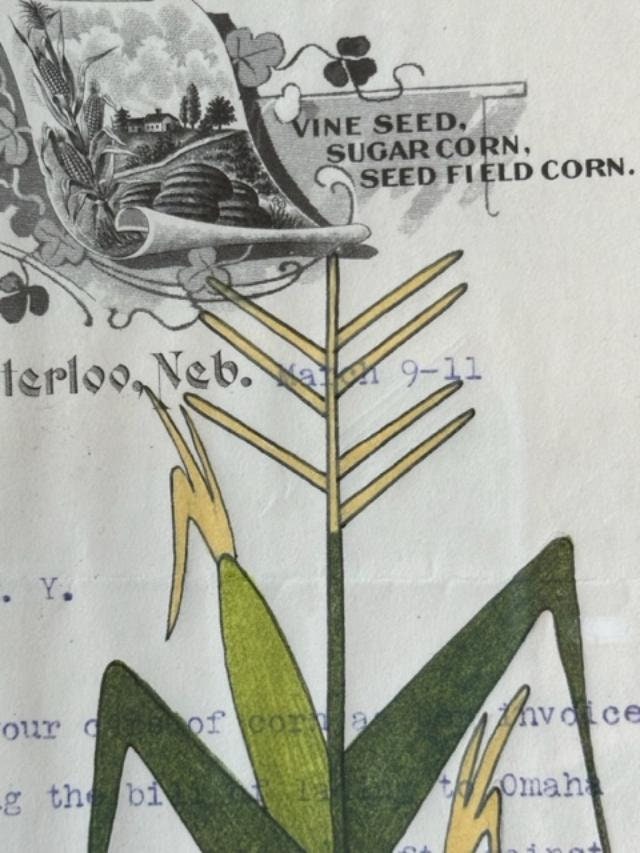 "Indian Corn" Ledger Drawing by Travis Blackbird, 1911 Seed Invoice