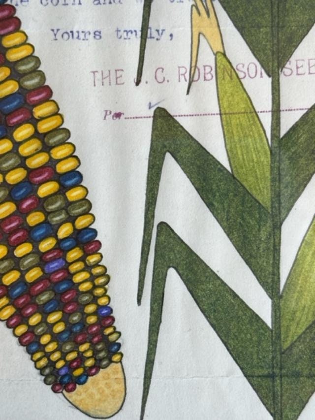 "Indian Corn" Ledger Drawing by Travis Blackbird, 1911 Seed Invoice
