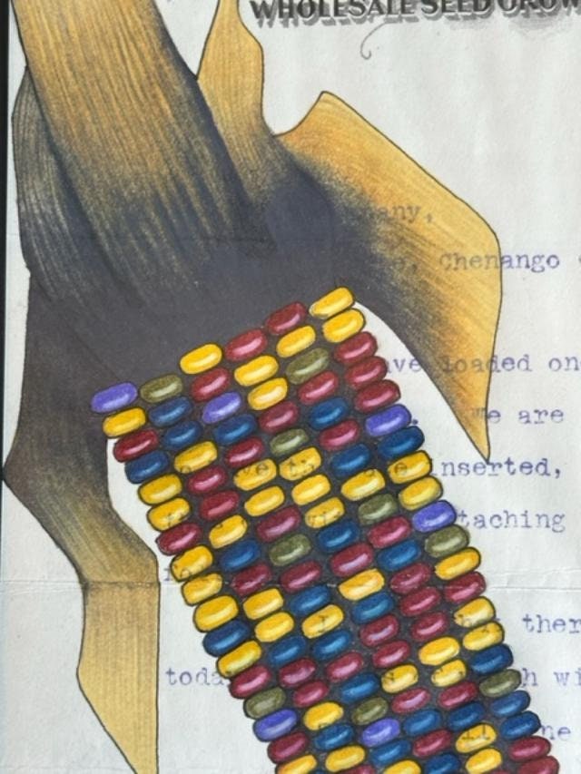 "Indian Corn" Ledger Drawing by Travis Blackbird, 1911 Seed Invoice