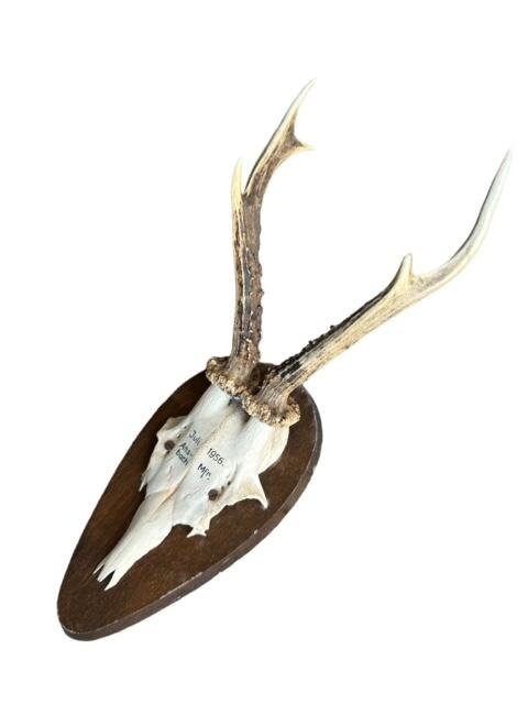 Roe Deer Trophy RD30, Black Forest Antlers, Circa 1956