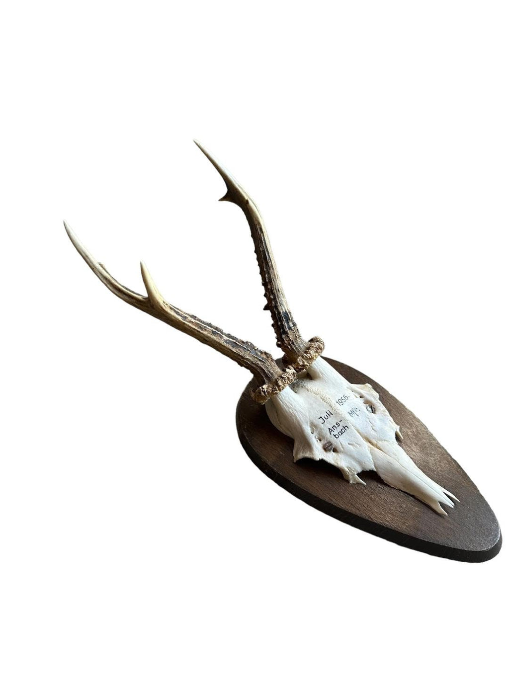 Roe Deer Trophy RD30, Black Forest Antlers, Circa 1956