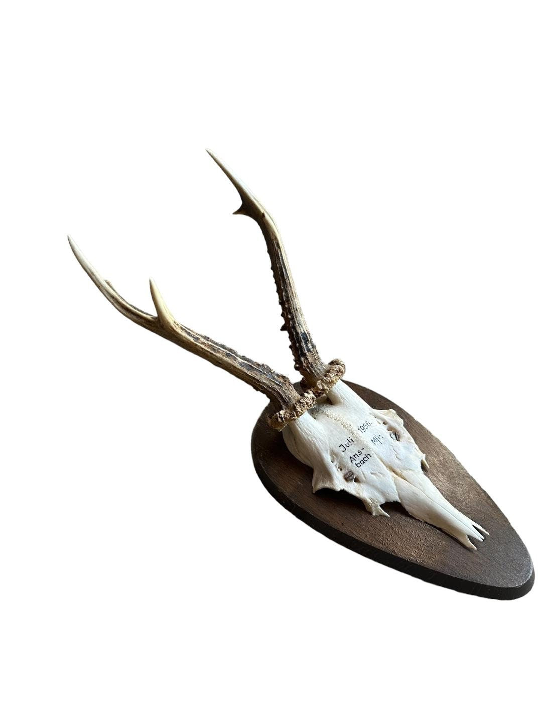 Roe Deer Trophy RD30, Black Forest Antlers, Circa 1956