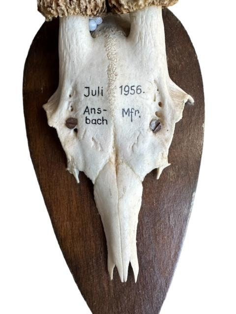 Roe Deer Trophy RD30, Black Forest Antlers, Circa 1956