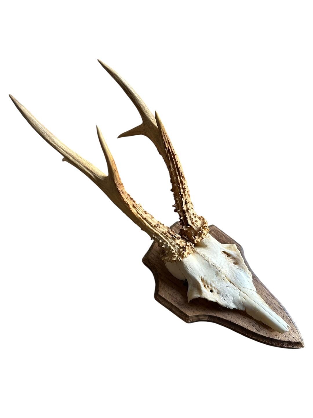 Roe Deer Trophy RD66, Black Forest Antlers, 1970s