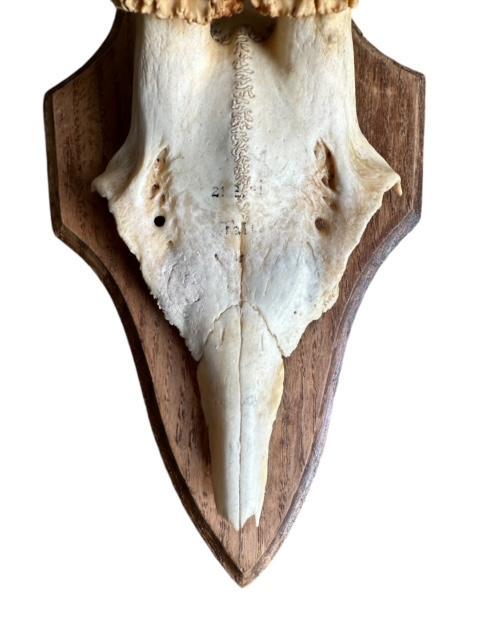 Roe Deer Trophy RD66, Black Forest Antlers, 1970s