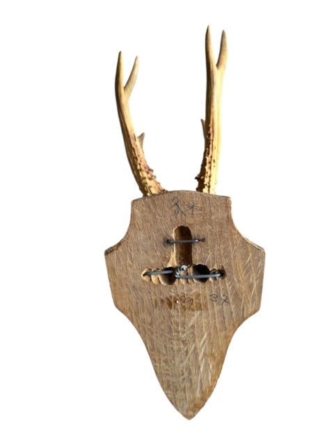 Roe Deer Trophy RD66, Black Forest Antlers, 1970s