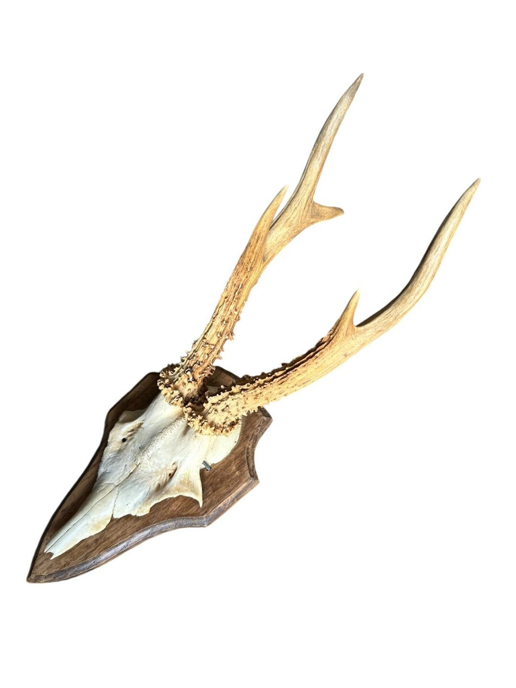 Roe Deer Trophy RD66, Black Forest Antlers, 1970s