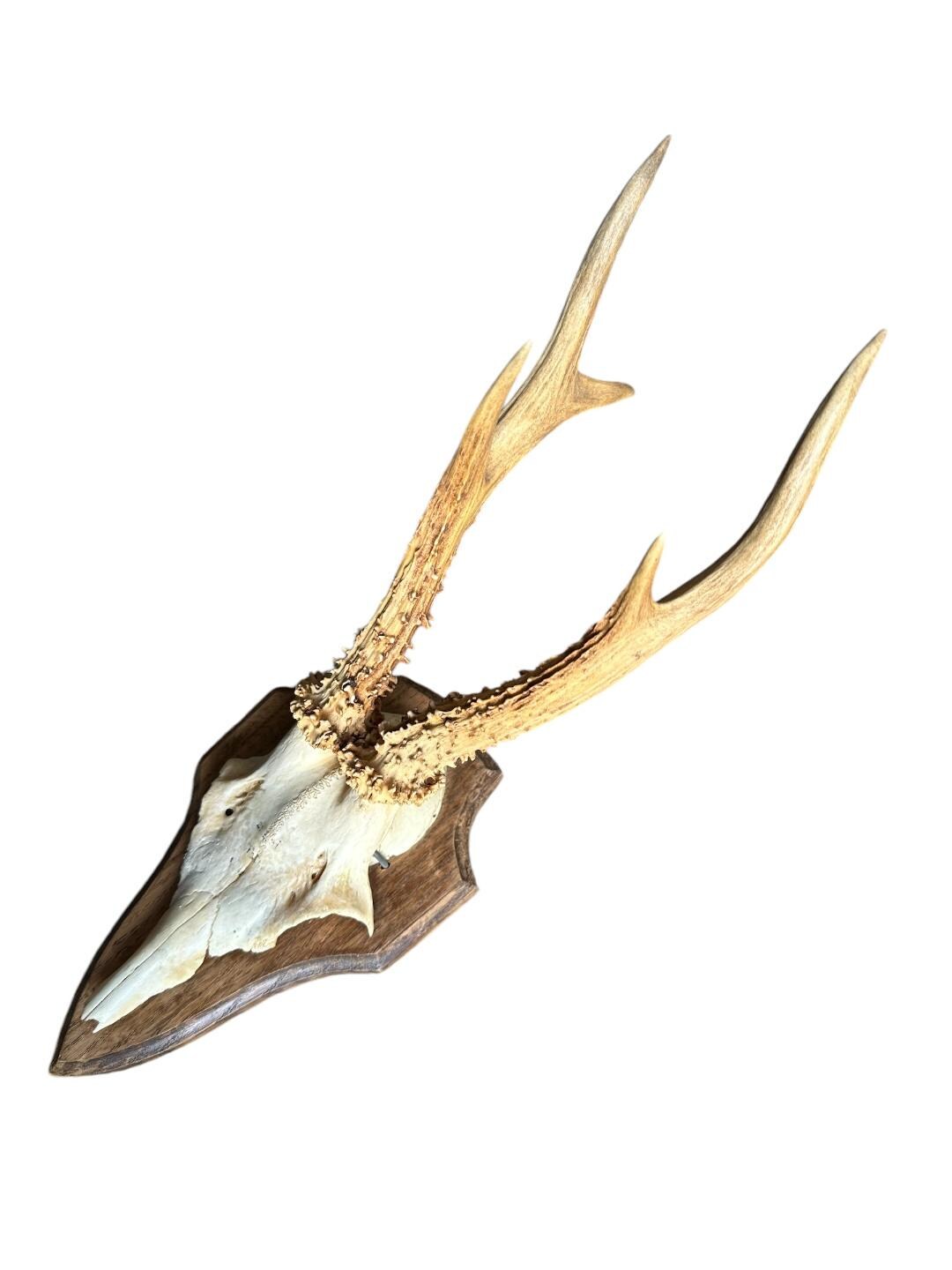Roe Deer Trophy RD66, Black Forest Antlers, 1970s