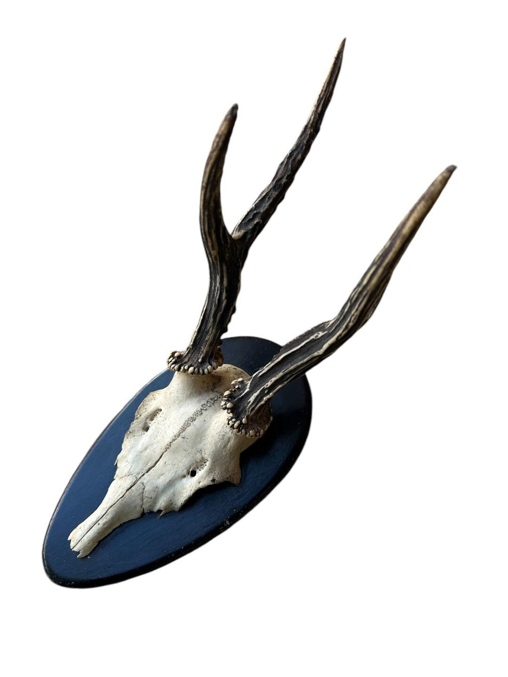 Roe Deer Trophy RD100, Black Forest Antlers, 1910s