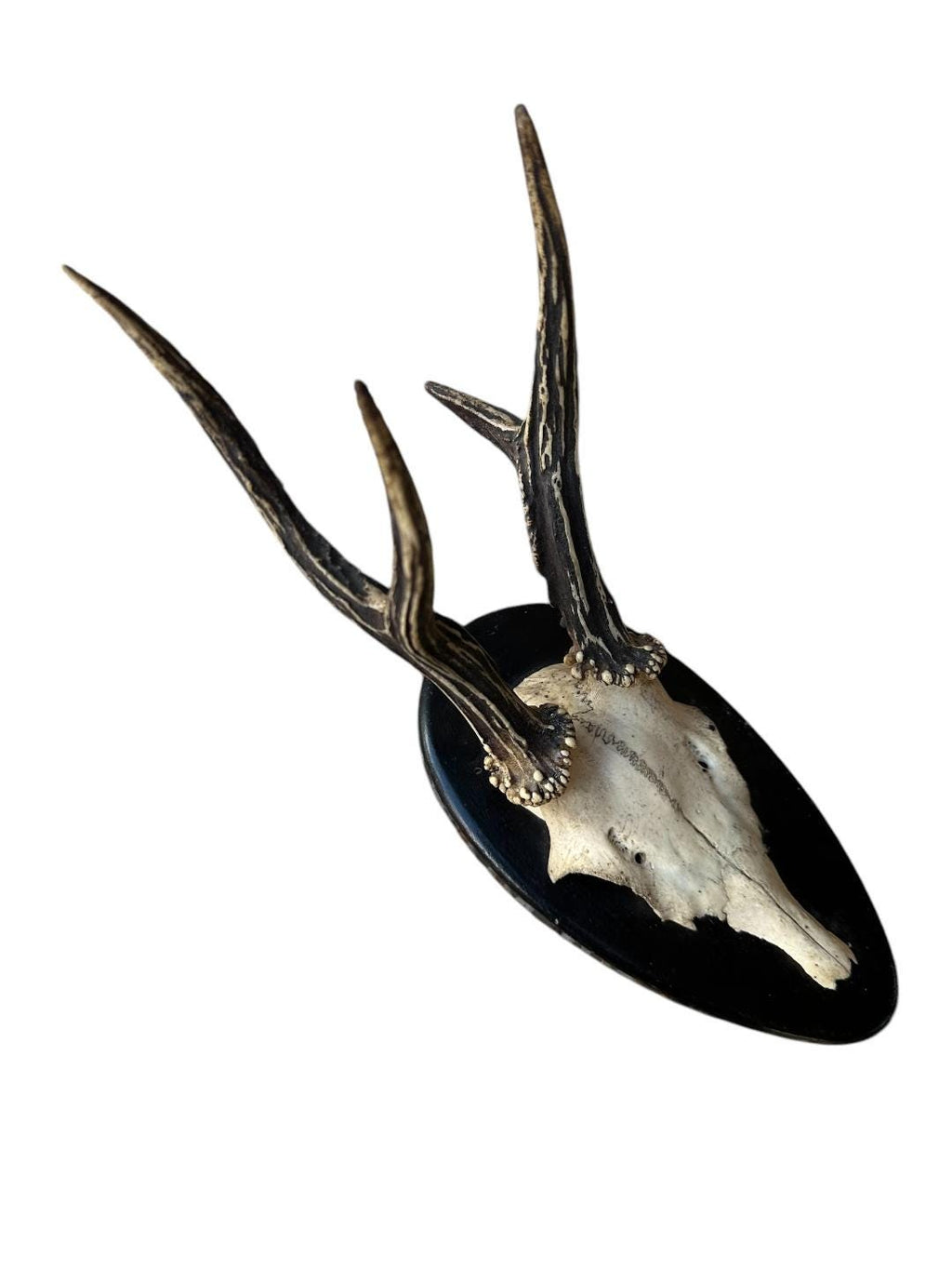 Roe Deer Trophy RD100, Black Forest Antlers, 1910s