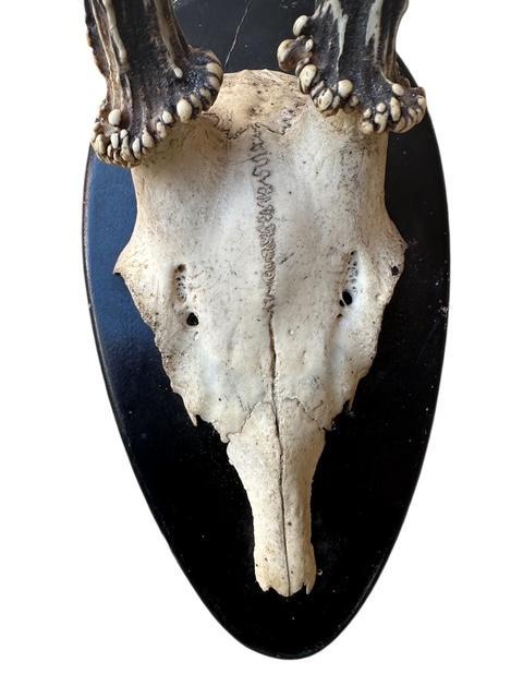 Roe Deer Trophy RD100, Black Forest Antlers, 1910s