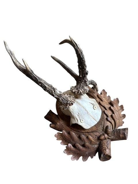 Roe Deer Trophy 188, Black Forest Antlers, 1930s