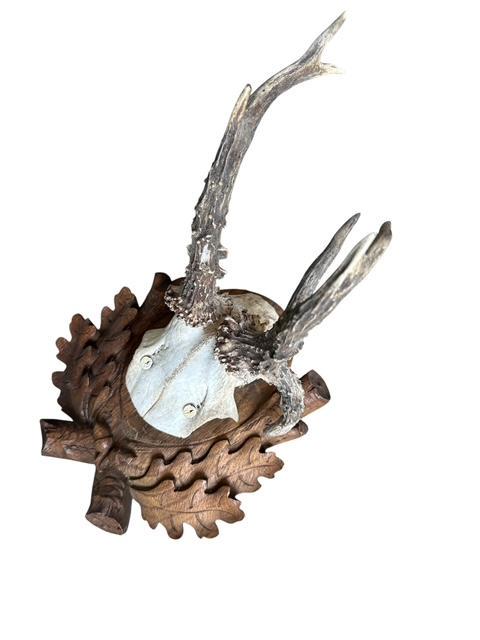 Roe Deer Trophy 188, Black Forest Antlers, 1930s